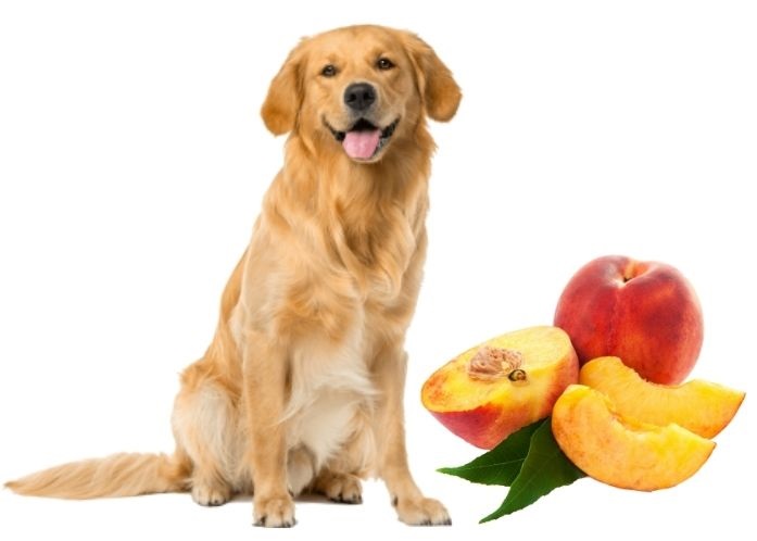 Are Peaches Healthy for Dogs