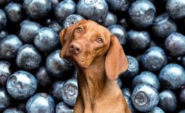 Can Dog Have Blueberry