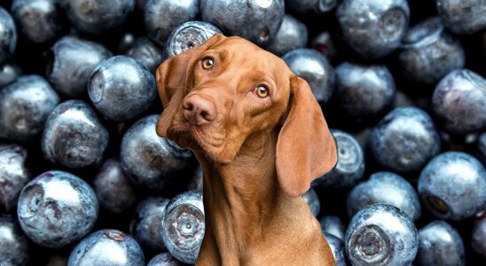 Can Dog Have Blueberry