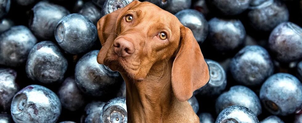 Can Dog Have Blueberry