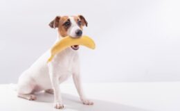 Can Dogs Eat Bananas