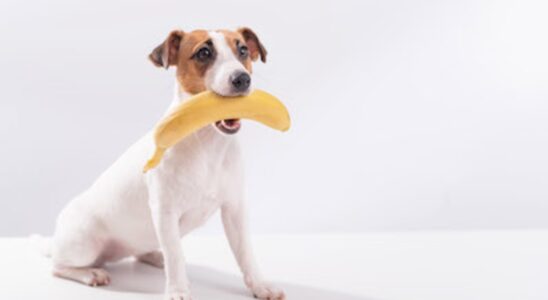 Can Dogs Eat Bananas