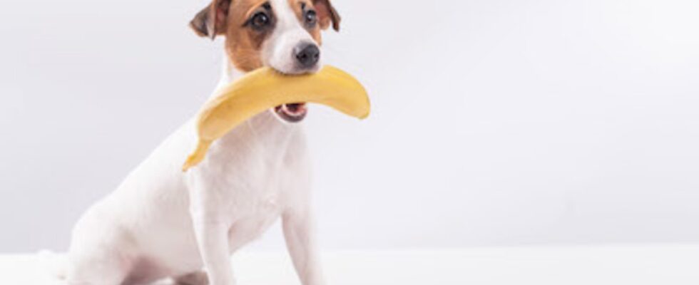 Can Dogs Eat Bananas