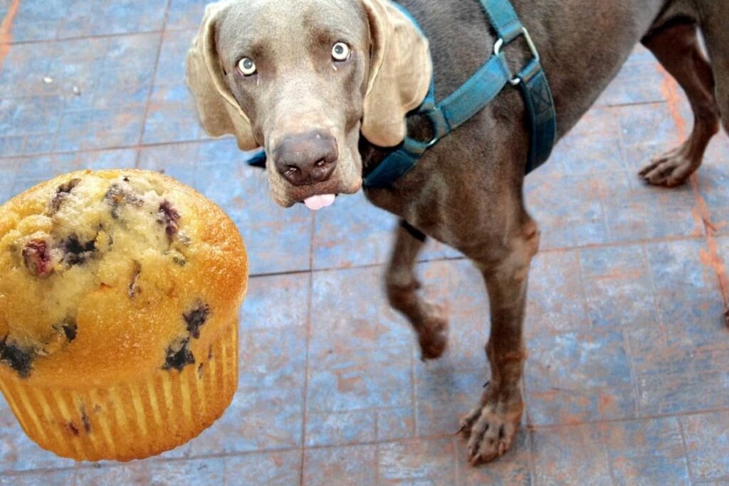 Can Dogs Eat Blueberry Muffins
