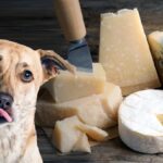 Can Dogs Eat Cheese