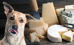 Can Dogs Eat Cheese