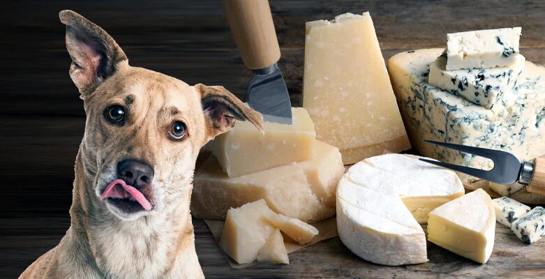 Can Dogs Eat Cheese