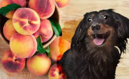 Can Dogs Eat Peaches