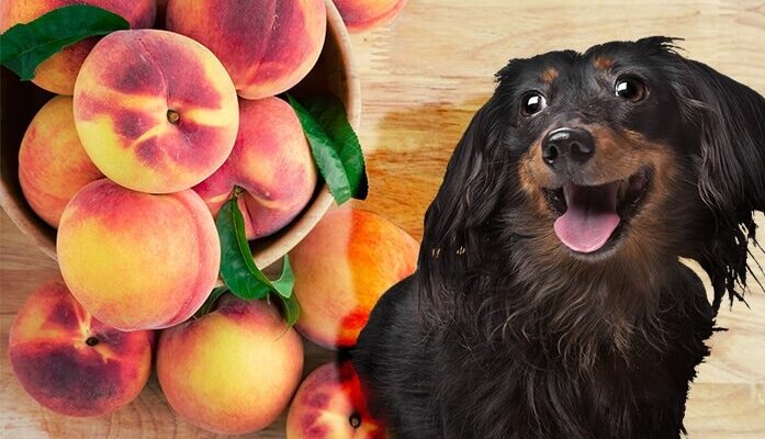 Can Dogs Eat Peaches