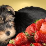 Can Dogs Eat Strawberries