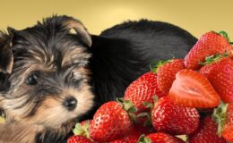 Can Dogs Eat Strawberries