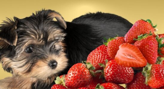 Can Dogs Eat Strawberries