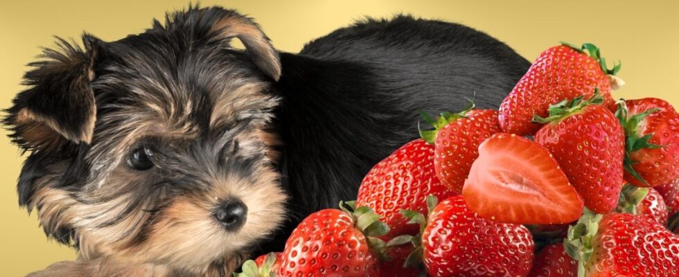 Can Dogs Eat Strawberries