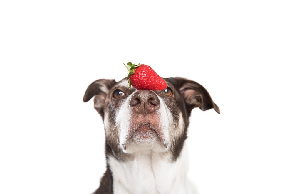 Can Dogs Eat Strawberries And Bananas