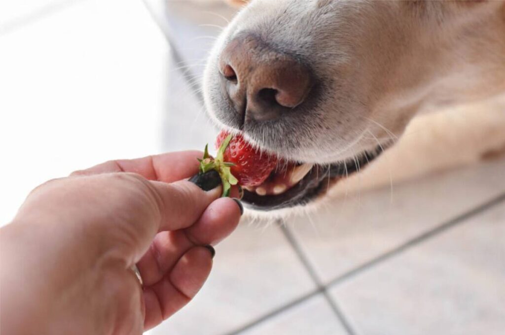 Can Dogs Eat Strawberries Leaves