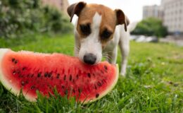 Can Dogs Eat Watermelon