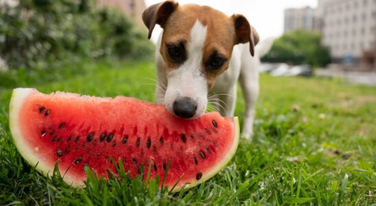 Can Dogs Eat Watermelon