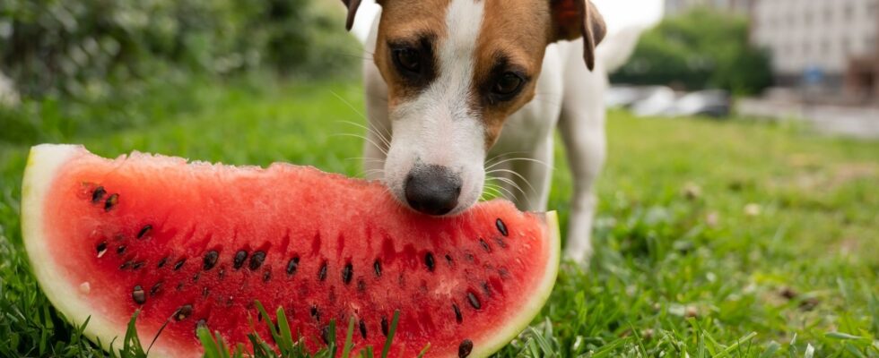 Can Dogs Eat Watermelon