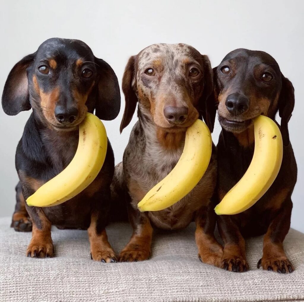 Can My Dog Have Bananas Evey Day