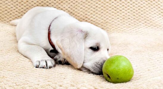 Can dogs eat apples