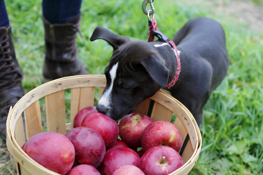 How Many Apples Can Dogs Eat Per Day