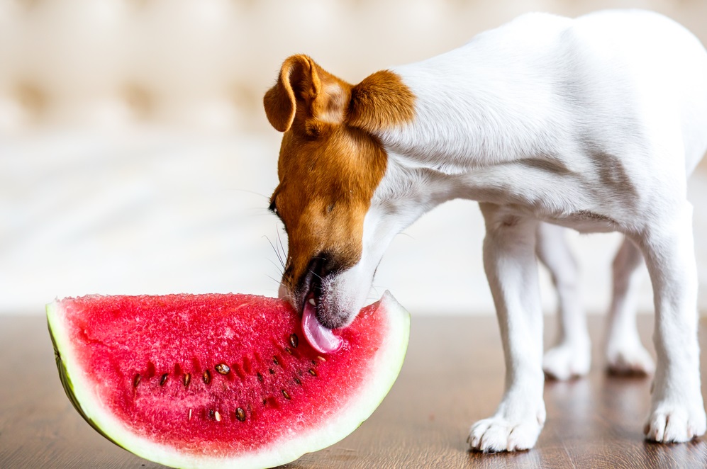 Is Watermelon Safe for Dogs