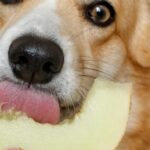 can dogs eat melon 2023