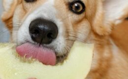 can dogs eat melon 2023