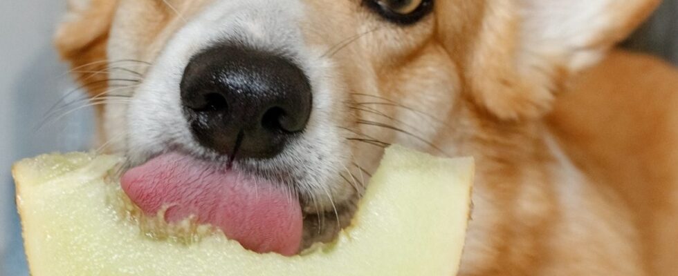 can dogs eat melon 2023