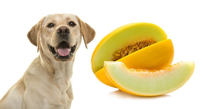 can dogs eat melon