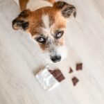 Can Dogs Eat Chocolate