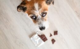 Can Dogs Eat Chocolate