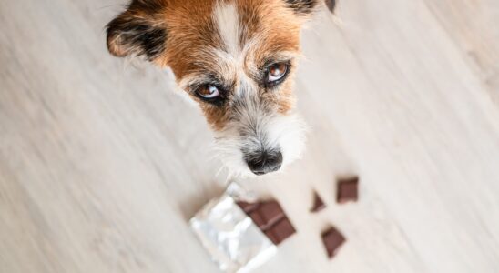 Can Dogs Eat Chocolate