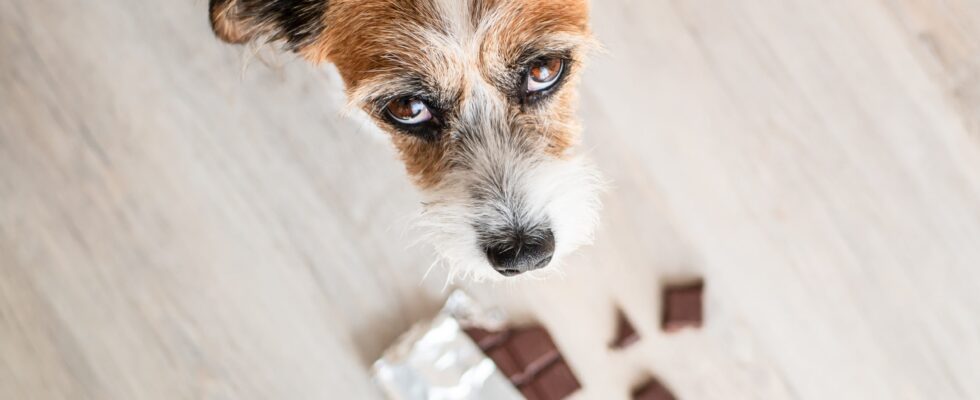 Can Dogs Eat Chocolate