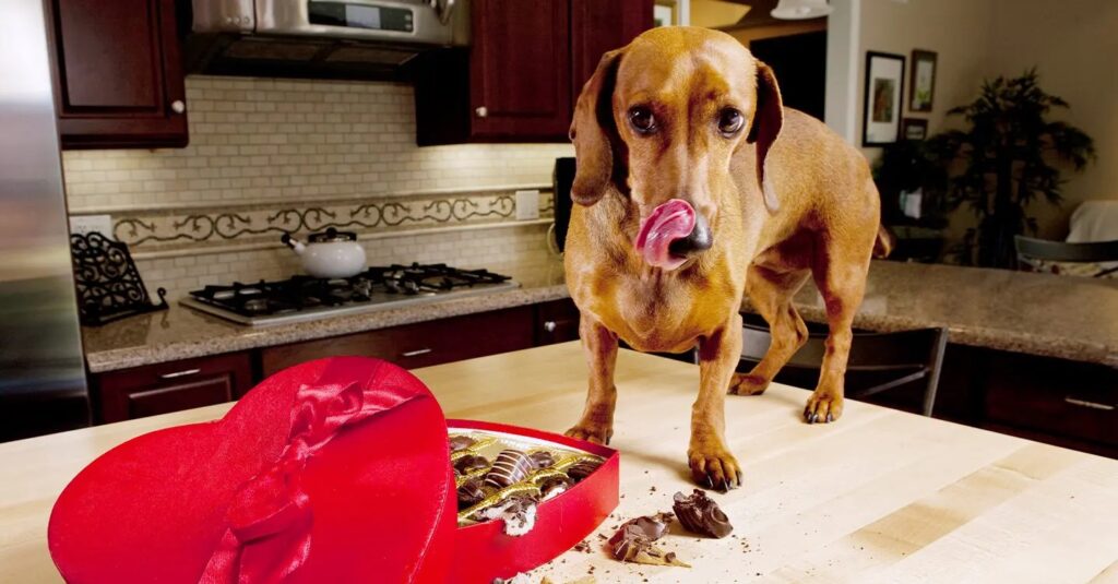How Do Vets Treat Chocolate Poisoning